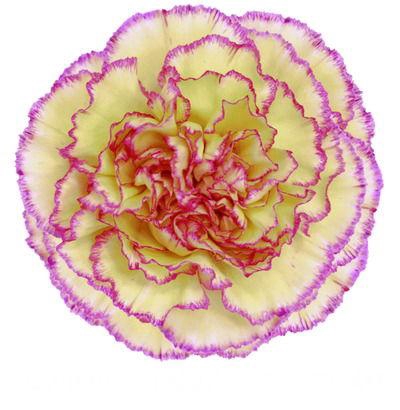 <h4>DI ST FIESTA KOMACHI</h4>