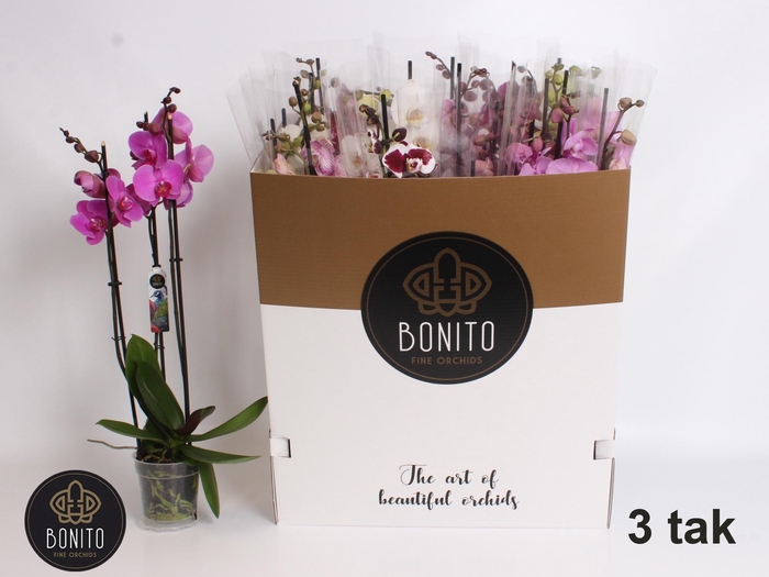 <h4>PHAL GEM 6 KL</h4>