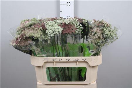 <h4>Daucus Carota Dara</h4>