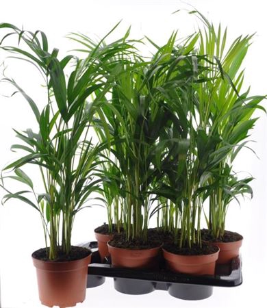 <h4>Dypsis Lutescens 15pp</h4>