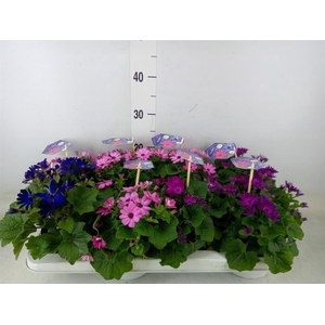 Pericallis cr. 'Senetti'   ..mix