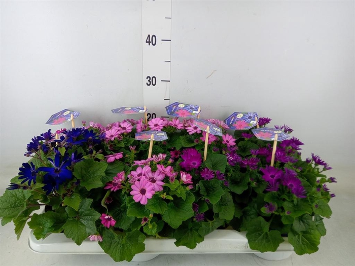 <h4>Pericallis cr. 'Senetti'   ..mix</h4>