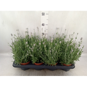 Lavandula angus. 'Vienco White'