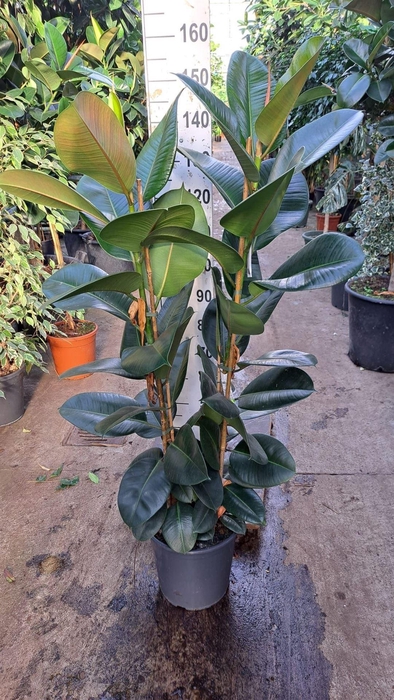 <h4>Ficus elastica 'Robusta'</h4>