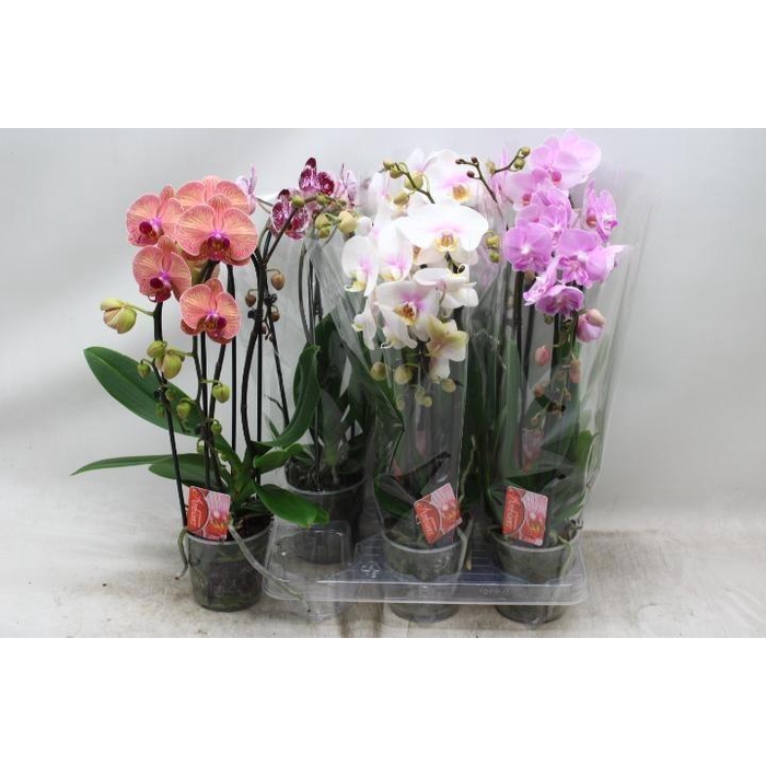 <h4>PHAL EL CASCADE</h4>