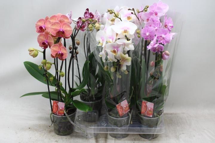 PHAL EL CASCADE