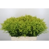 Solidago Tara Gold