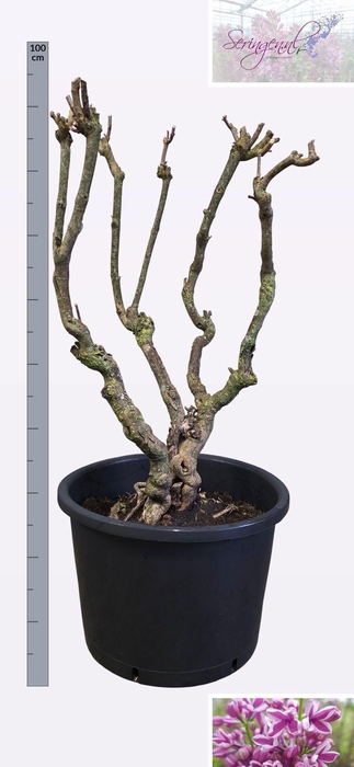 <h4>SYRI V SENSATION</h4>