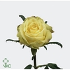 WAX APPEL H%
