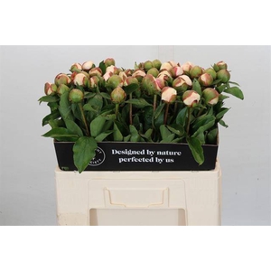 PAEONIA FESTIVA MAXIMA