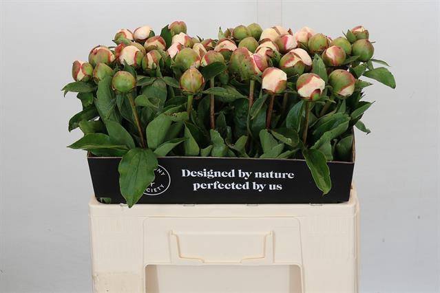 PAEONIA FESTIVA MAXIMA