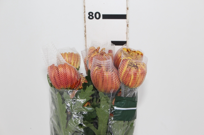 ANASTASIA DARK FUEGO 080 CM