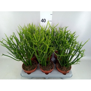 Euphorbia tirucalli