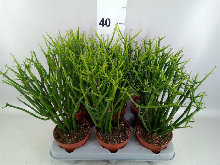 <h4>Euphorbia tirucalli</h4>