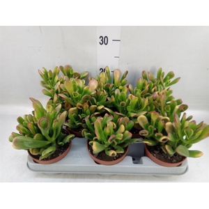 Crassula ovata 'Horn Tree'