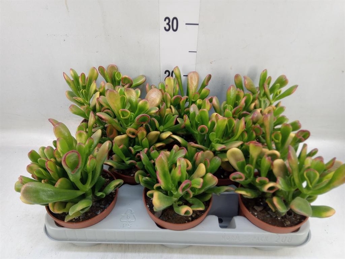 <h4>Crassula ovata 'Horn Tree'</h4>