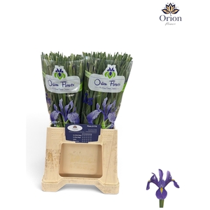 IRIS BLUE MAGIC