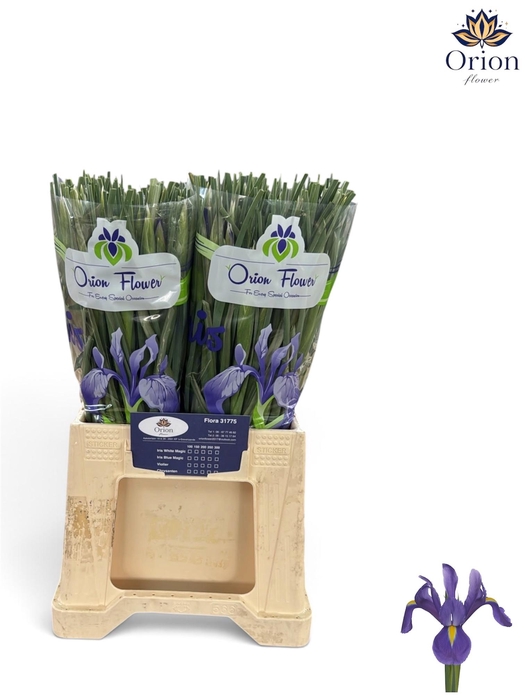 <h4>IRIS BLUE MAGIC</h4>