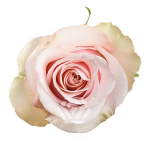 R GR MOTHER OF PEARL Tessa