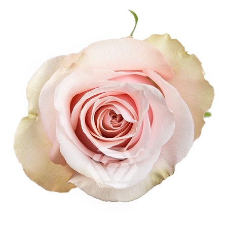 <h4>R GR MOTHER OF PEARL</h4>