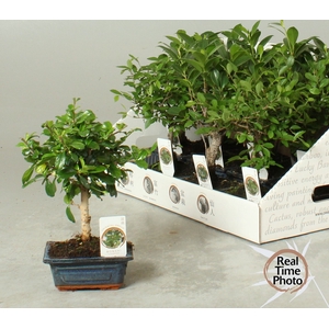 BONSAI GEM