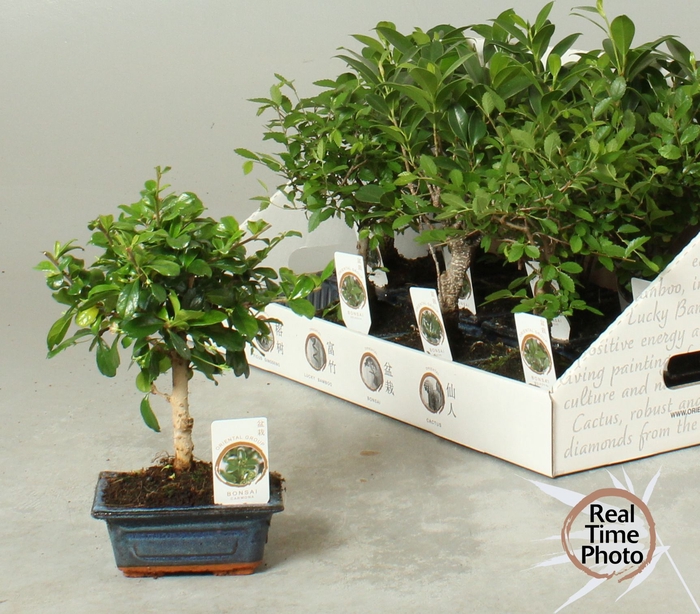 <h4>BONSAI GEM</h4>