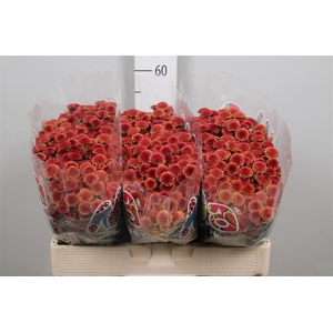 Chr S Mad Tyolo Oran