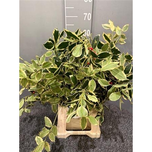 Ilex Aquifolium Goud