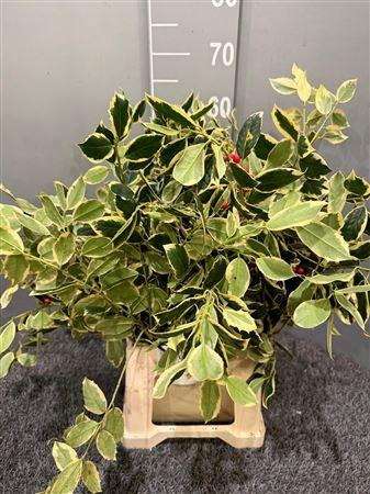 <h4>Ilex Aquifolium Goud</h4>