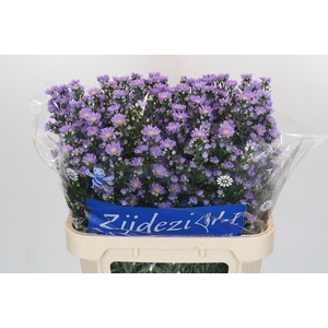 Aster Cassandra