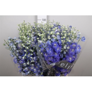 Delph Du Blue Emerald