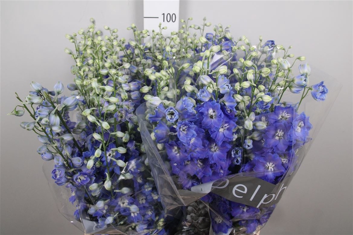 <h4>Delph Du Blue Emerald</h4>
