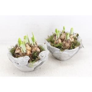 arr4 Narcis JS - Vogelschaal rond x4