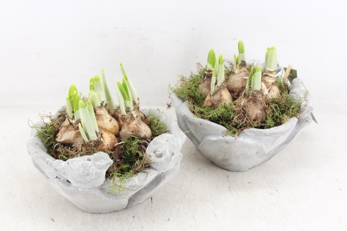 <h4>arr4 Narcis JS - Vogelschaal rond x4</h4>