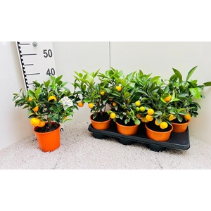 Citrus Calamondin medium-stem (s2)