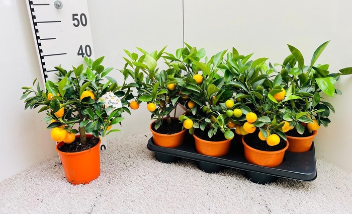 <h4>Citrus Calamondin medium-stem (s2)</h4>