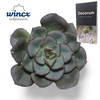 Echeveria Moranii Cutflower Wincx-5cm