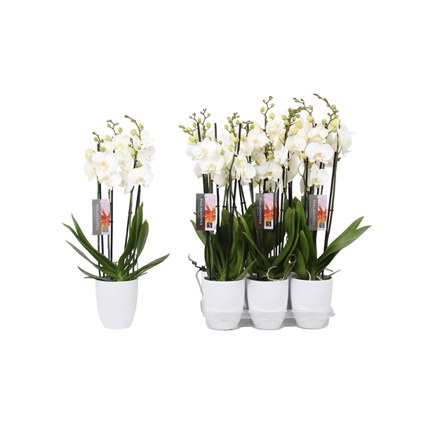 <h4>Phalaenopsis White, 4-spike White Ceramics</h4>