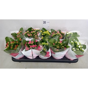 Kalanchoe blos.   ..mix 5