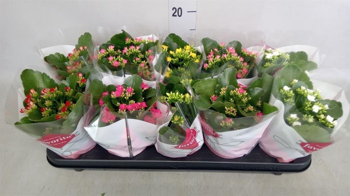 <h4>Kalanchoe blos.   ..mix 5</h4>