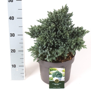 Juniperus s. 'Blue Star'