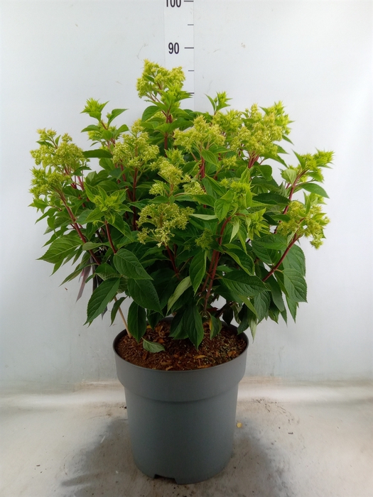 <h4>Hydrangea pan.</h4>