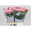 Dianthus St Misaki
