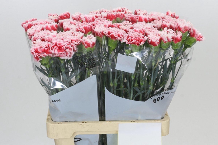 <h4>Dianthus St Misaki</h4>