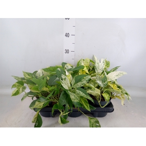 Epipremnum pinn. 'Marble Variegata'