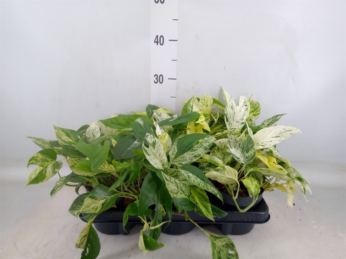 <h4>Epipremnum pinn. 'Marble Variegata'</h4>