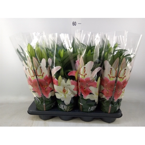 Lilium ori.   ...mix