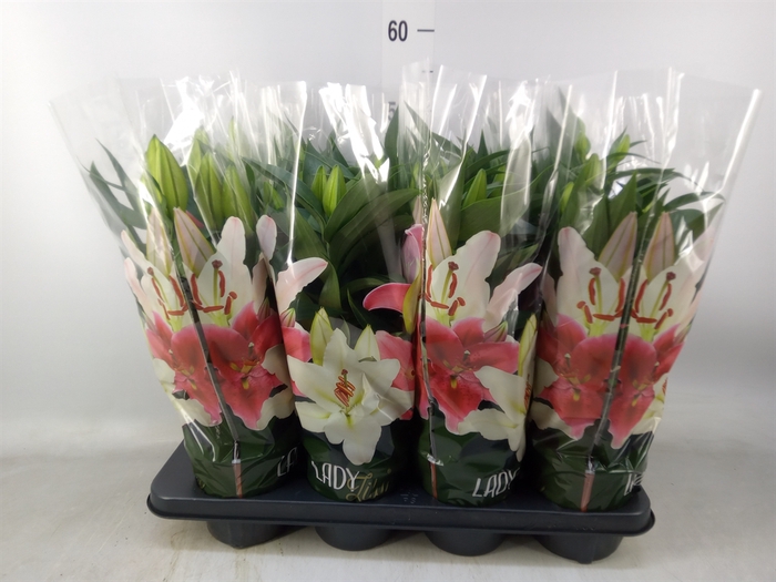 <h4>Lilium ori.   ...mix</h4>