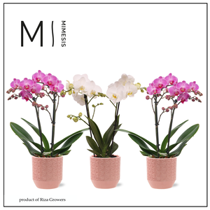 Phalaenopsis Charming Mix 2 spike - 9cm in Tala Pink | Mimesis