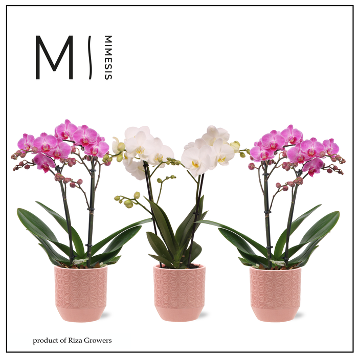 <h4>Phalaenopsis Charming Mix 2 spike - 9cm in Tala Pink | Mimesis</h4>